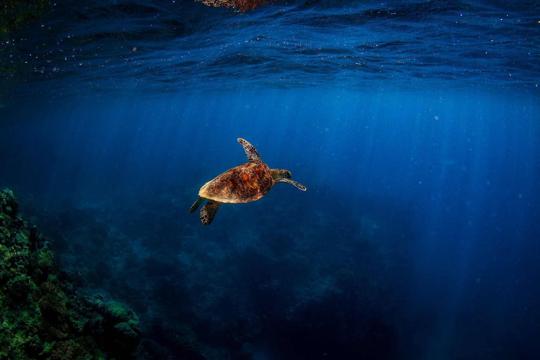 Sea turtle under the surface